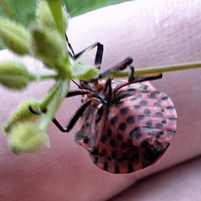 Graphosoma italicum - csíkos pajzsospoloska