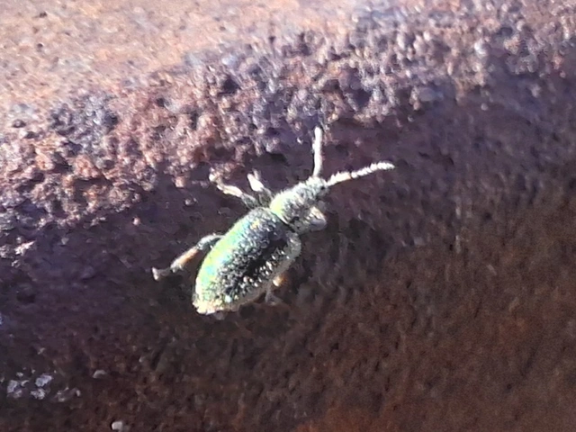 Phyllobius betulinus - változékony levélormányos