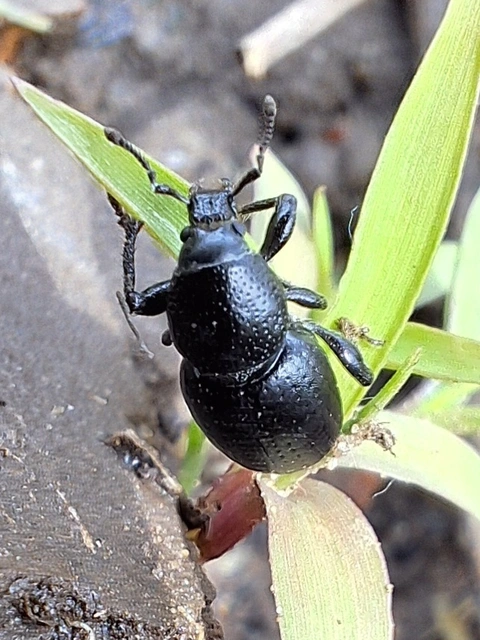 fekete barkó - Psallidium maxillosum
