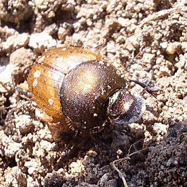 rezes trágyatúró - Onthophagus coenobita