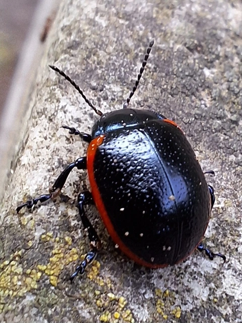 Chrysolina rossia - trapézhátú szegélyeslevelész