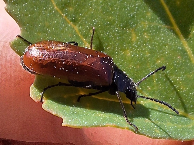 Omophlus proteus - közönséges pejbogár Omophlus proteus - közönséges pejbogár