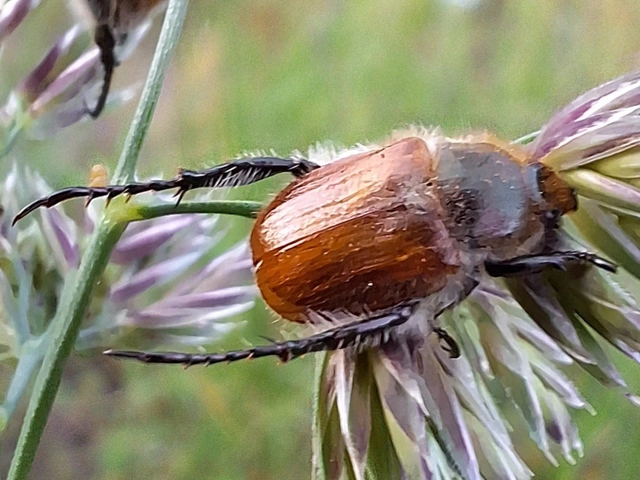 Chaetopteroplia segetum - rozsszipoly
