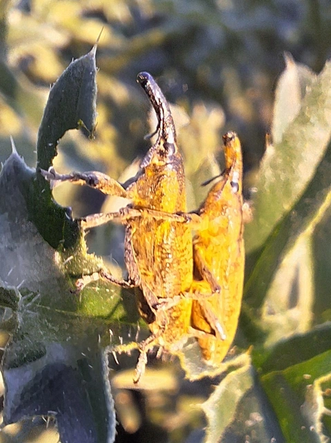 mályvafúró dudvabarkó - Lixus pulverulentus