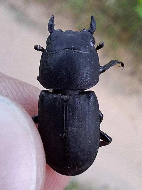 Dorcus parallelipipedus - kis szarvasbogár