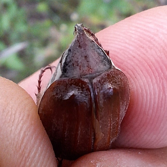 Melolontha hippocastani - erdei cserebogár