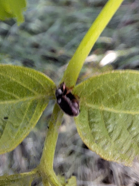 Phyllobius oblongus - közönséges levélormányos