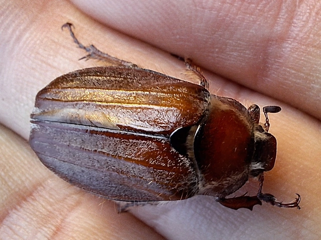 Melolontha hippocastani - erdei cserebogár