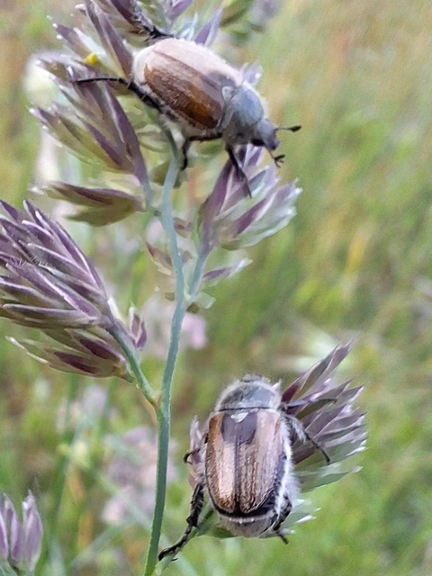Chaetopteroplia segetum - rozsszipoly