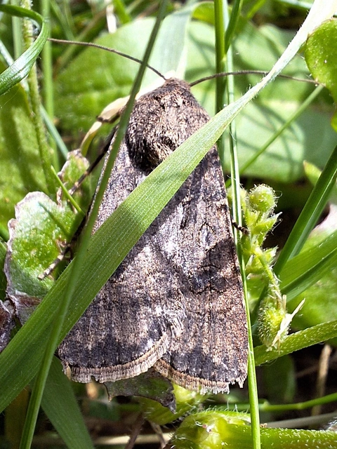 vetési földibagoly - Agrotis segetum