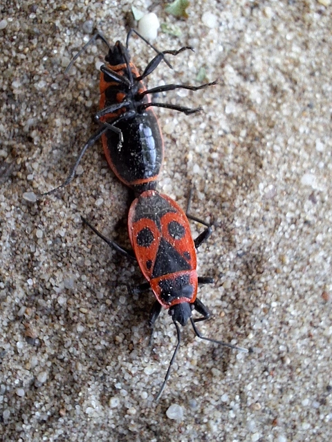 Pyrrhocoris apterus - verőköltő poloska
