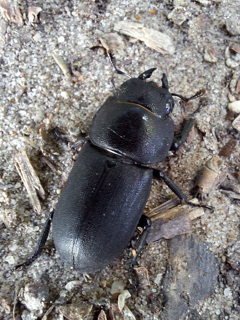 Dorcus parallelipipedus - kis szarvasbogár