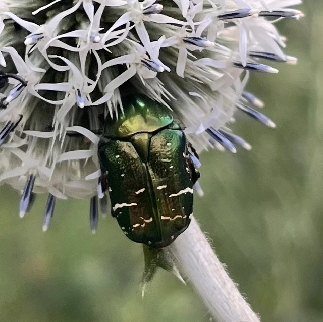 Cetonia aurata - aranyos virágbogár