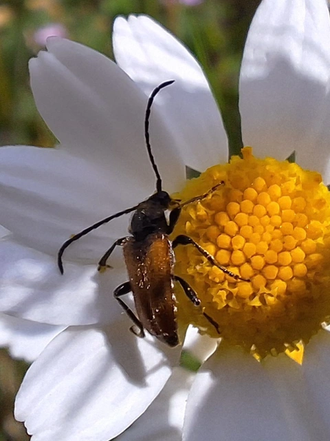 Pseudovadonia livida - barnás virágcincér
