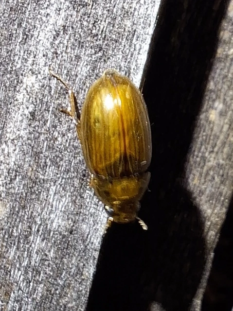 alföldi fakócsibor - Enochrus bicolor