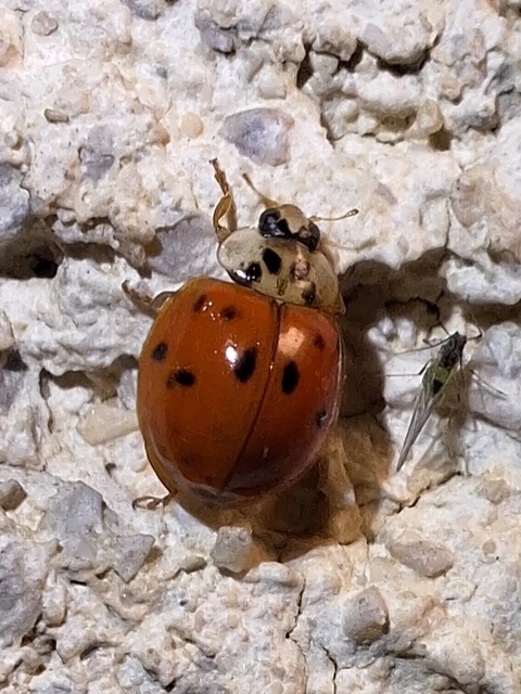 Harmonia axyridis - harlekinkatica