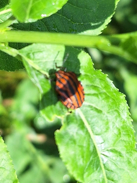 Graphosoma italicum - csíkos pajzsospoloska