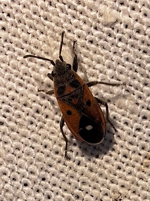 Melanocoryphus tristrami