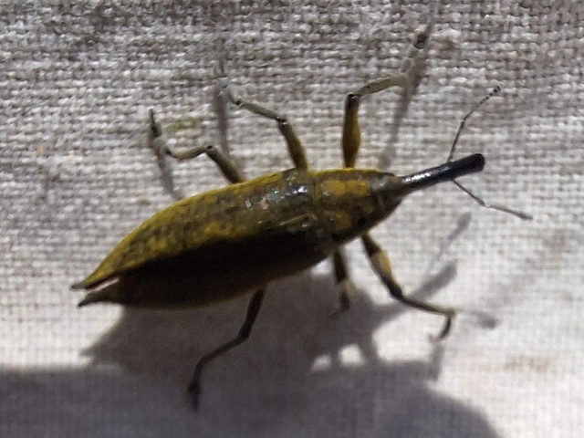 bürökfúró dudvabarkó - Lixus iridis