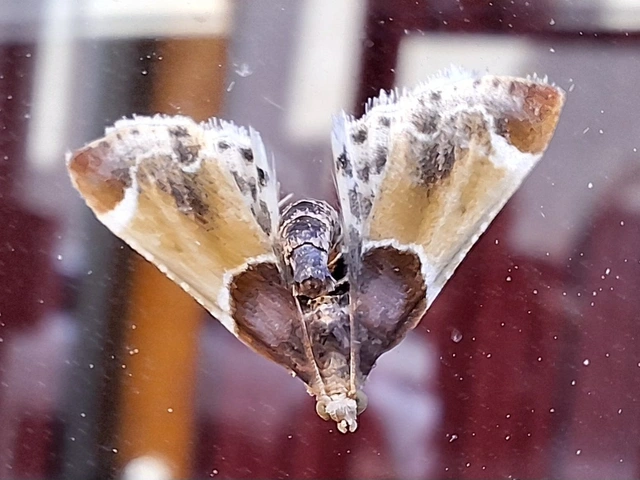 lisztilonca - Pyralis farinalis