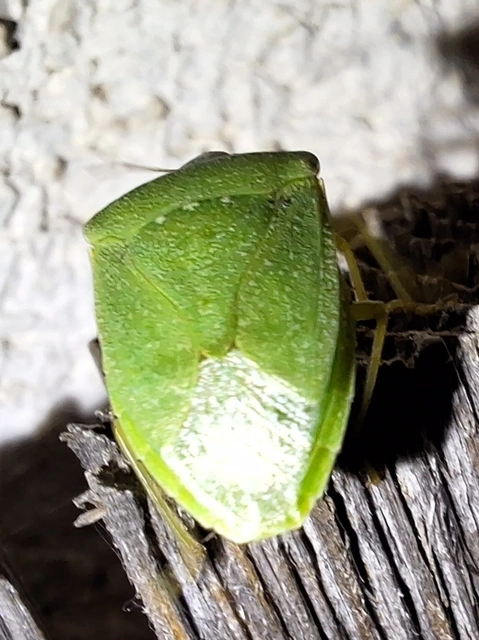 Nezara viridula - zöld vándorpoloska