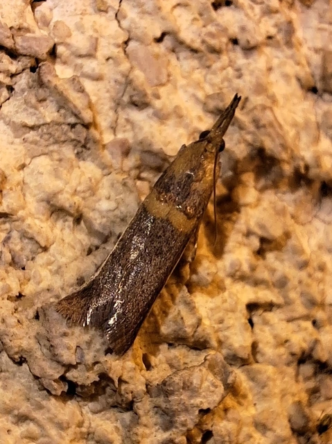 Etiella zinckenella - akácmoly