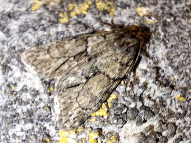 Cryphia fraudatricula - homoki zuzmóbagoly