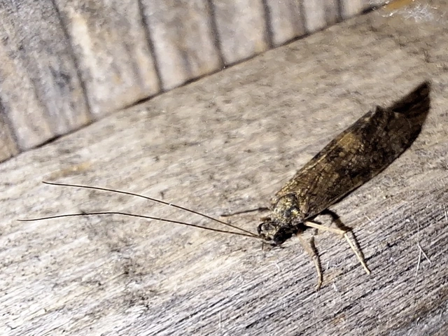 Trichoptera - Tegzesek