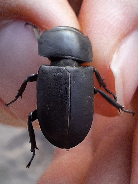 Dorcus parallelipipedus - kis szarvasbogár