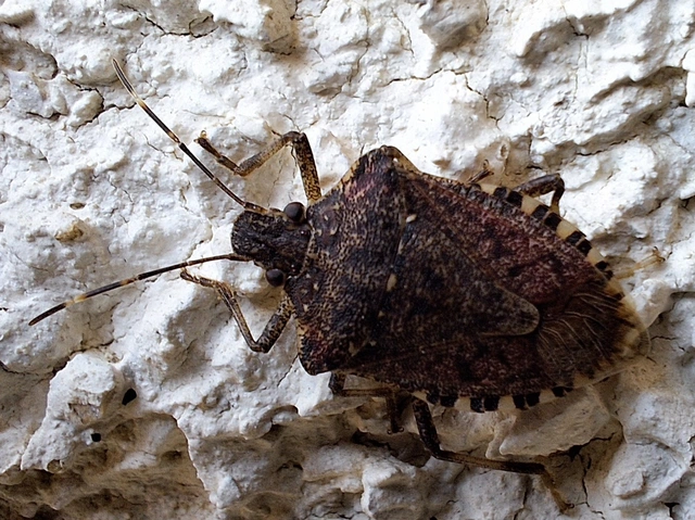 Halyomorpha halys - ázsiai márványospoloska