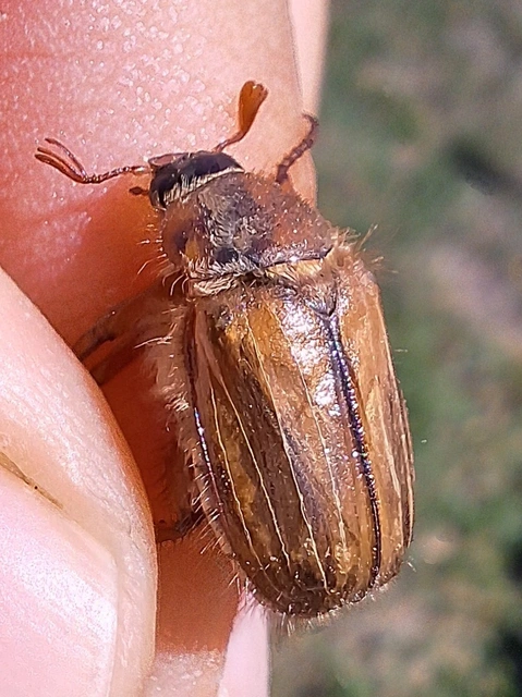 bordás sárgacserebogár - Amphimallon solstitiale