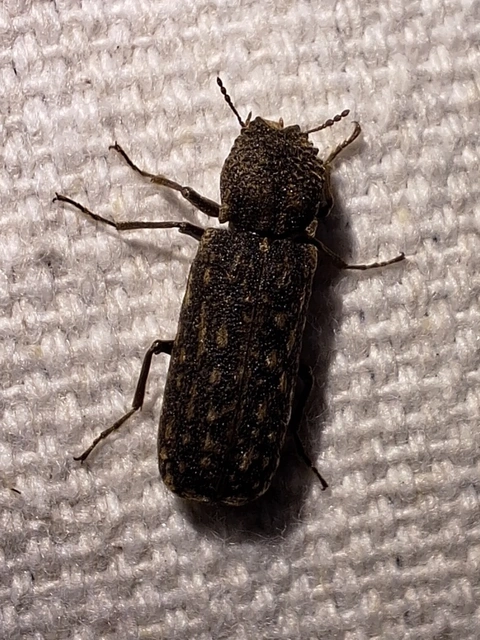 tarka csuklyásszú - Lichenophanes varius