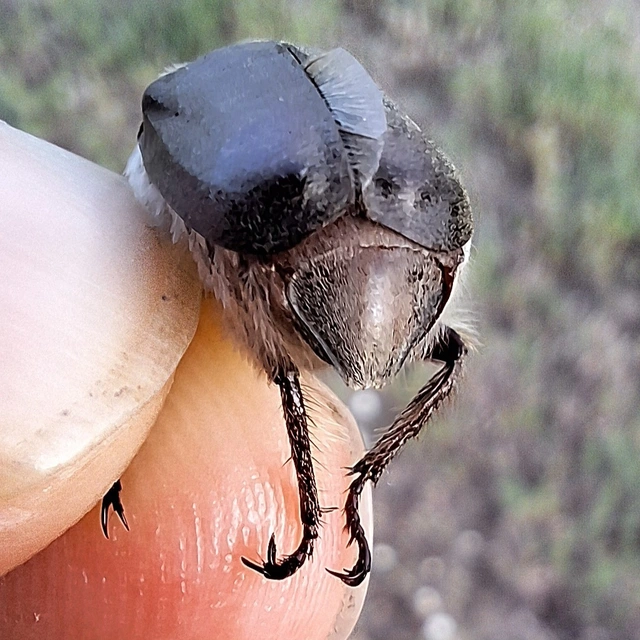 pusztai cserebogár - Anoxia pilosa