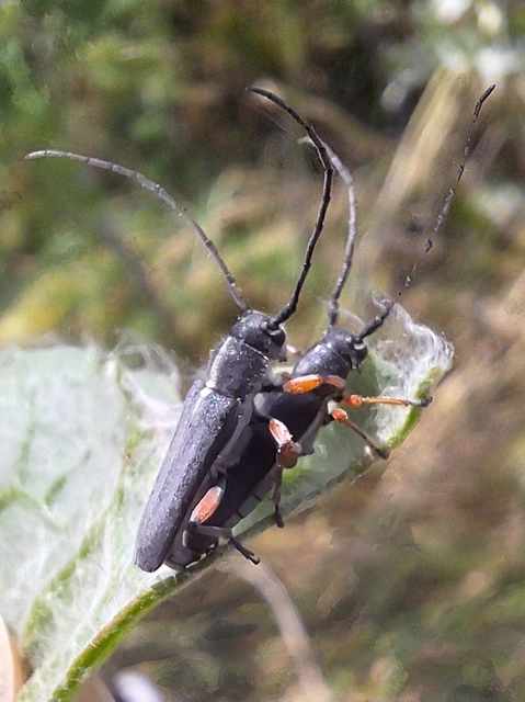 murokcincér - Phytoecia icterica