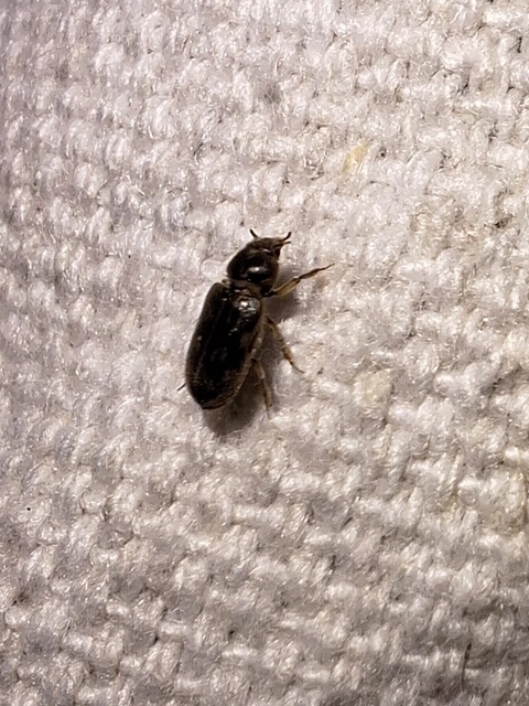 Heterocerus