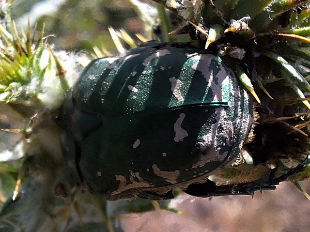 magyar virágbogár - Protaetia ungarica