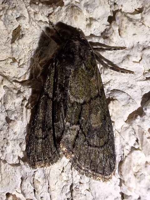 homoki zuzmóbagoly - Cryphia fraudatricula