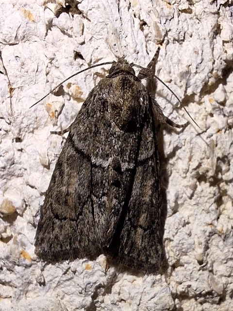 Cryphia fraudatricula - homoki zuzmóbagoly