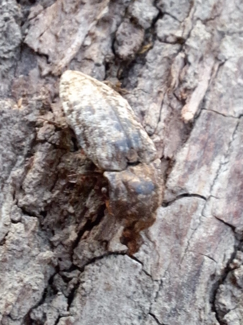 Agrypnus murinus - egérszínű pikkelyespattanó