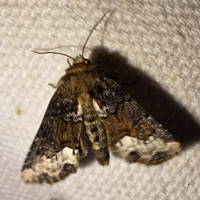 kormos dudvabagoly - Oligia strigilis