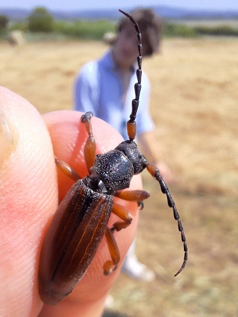 barna gyalogcincér - Dorcadion fulvum