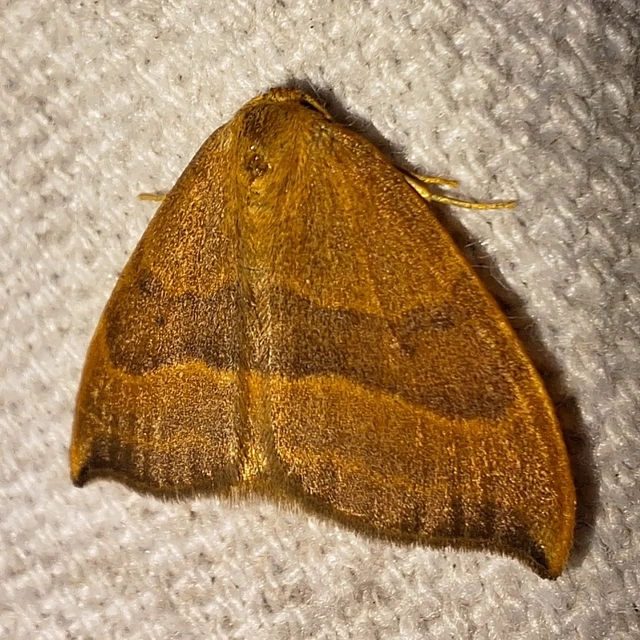 bükkfa-sarlósszövő - Watsonalla cultraria