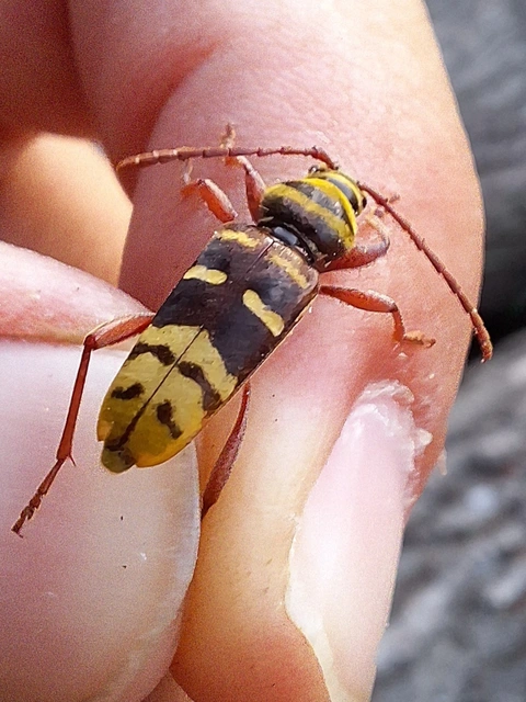 sárgafarú darázscincér - Plagionotus detritus