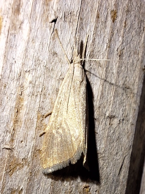 kukorica-fúrómoly - Pseudobissetia terrestrellus