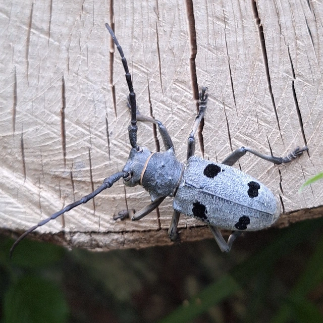 Morimus asper funereus - gyászcincér