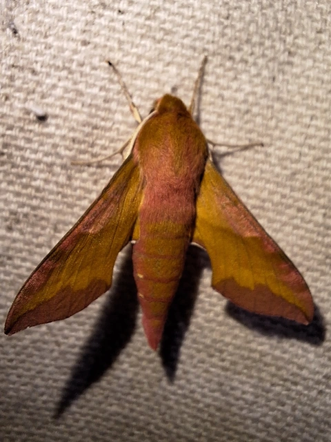 piros szender - Deilephila porcellus