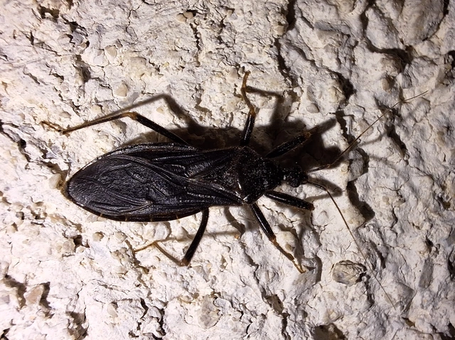 szemetes zugpoloska - Reduvius personatus