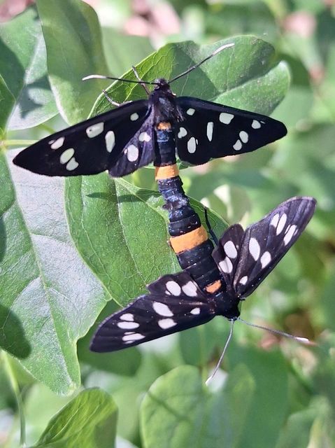 fehérpettyes álcsüngőlepke - Amata phegea