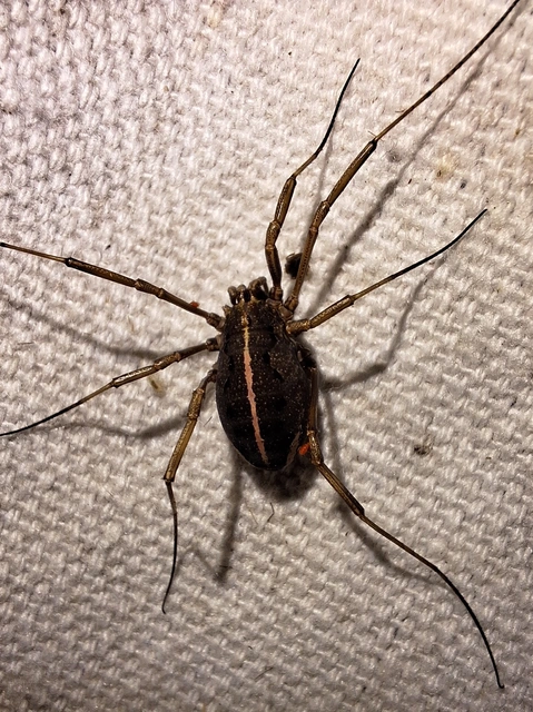 Opiliones - Kaszáspókok