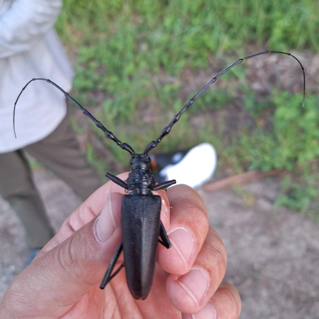 Cerambyx cerdo - nagy hőscincér